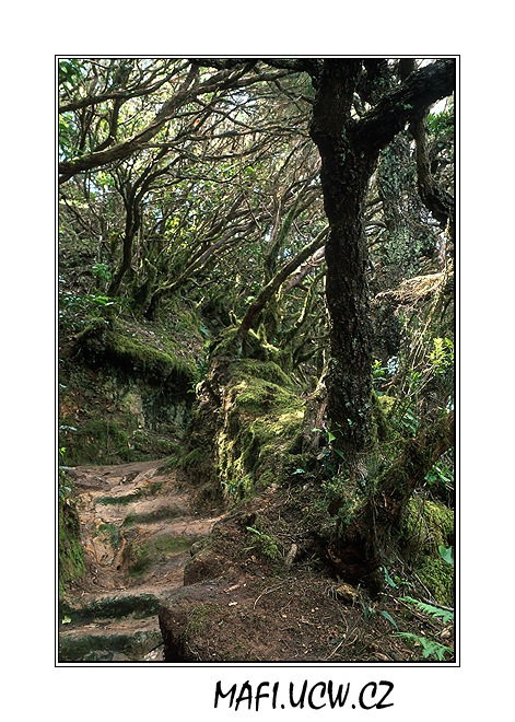 canaria06_03_10 .jpg